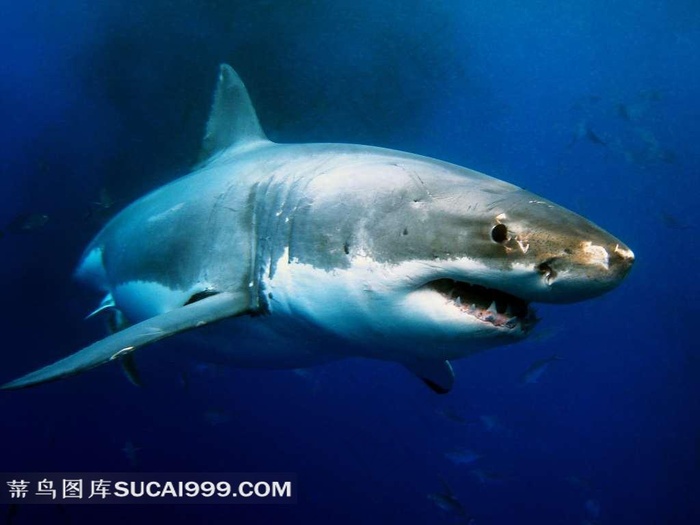 大鲨鱼图片素材