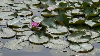 河塘睡莲叶图片