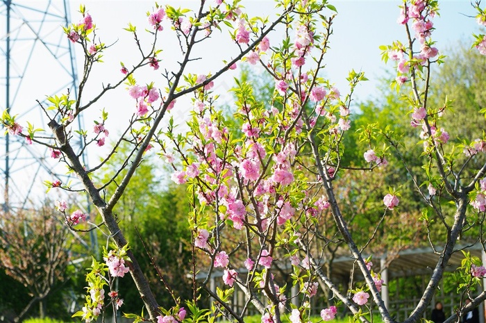 梅花树枝上粉红色的梅花大图