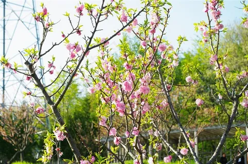 梅花树枝上粉红色的梅花大图 梅花树枝上粉红色的梅花大图