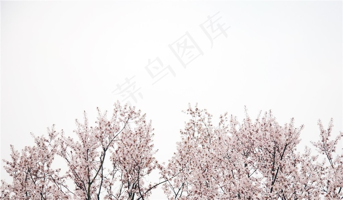 樱花盛开的季节