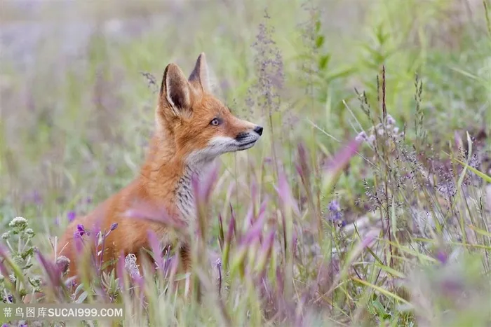 芦苇丛中小狐狸图片动物大全
