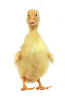 一只可爱的鸭宝宝