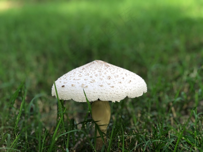伞状白蘑菇图片