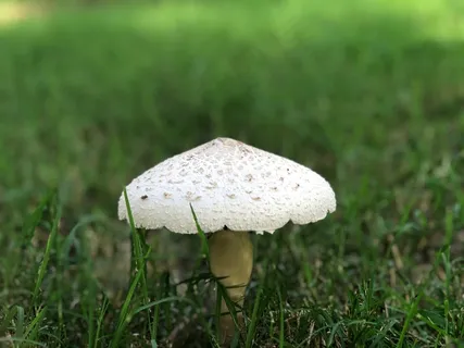 伞状白蘑菇图片 伞状白蘑菇图片