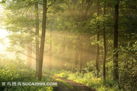 穿透树林的阳光