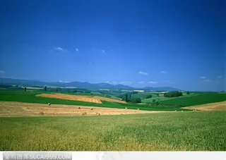 一望无际的牧草