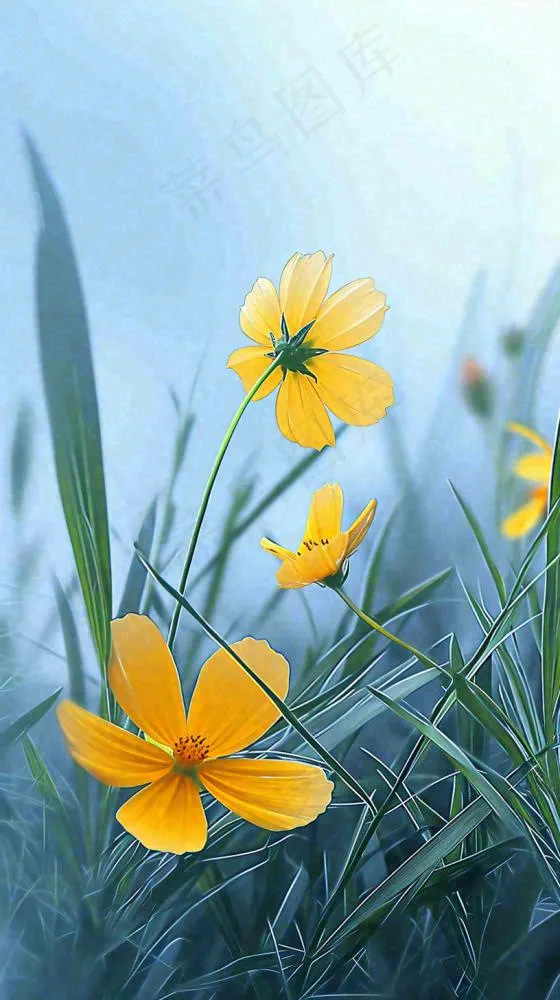 春天小黄花花朵阳光蓝天白云清新，立春惊蛰春分摄影图(816x1456)