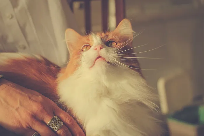 可爱小猫咪图片