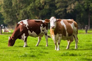 草原上的奶牛图片