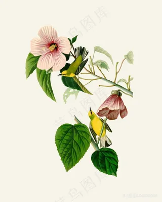 花卉花枝鸟装饰画