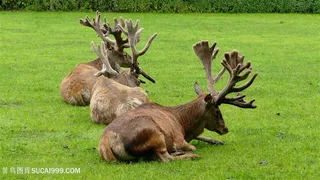 野生动物躺在草地的麋鹿图片