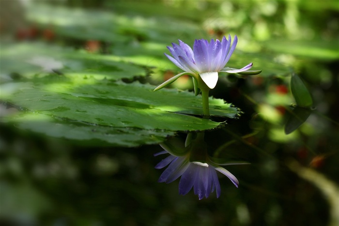 池塘里蓝色荷花高清图片
