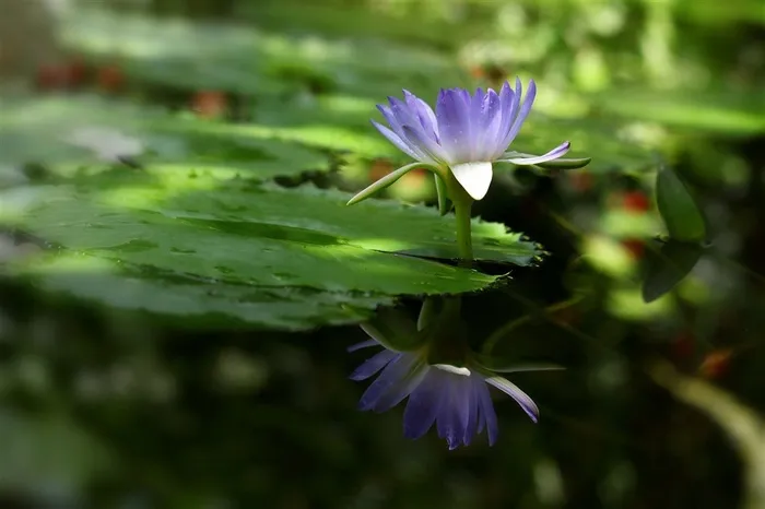 池塘里蓝色荷花高清图片