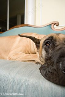 高清眼神忧郁的大丹犬狗狗图片
