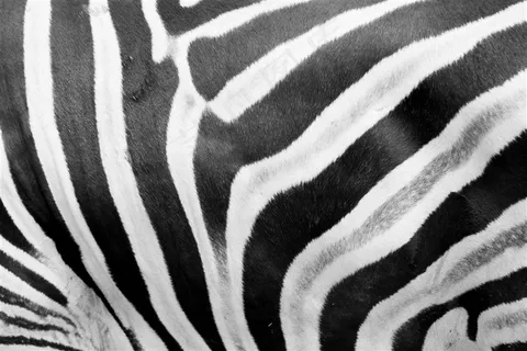 斑马陆地动物素材 斑马陆地动物素材