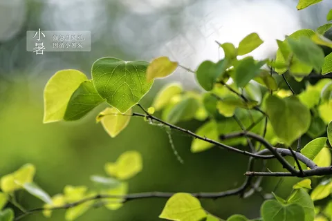 二十四节气小暑图片 二十四节气小暑图片