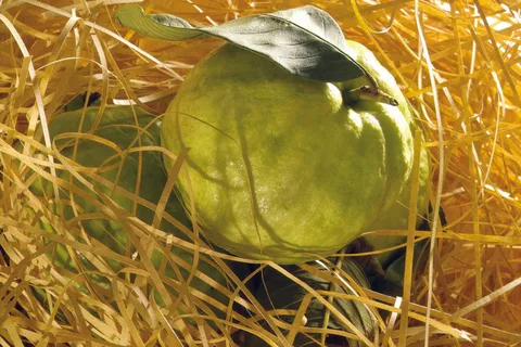 喇叭番石榴图片