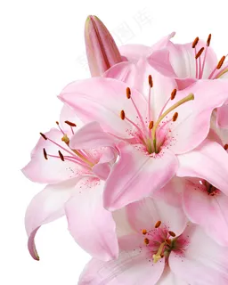 粉色百合花图片下载 粉色百合花图片下载