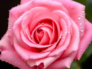 粉红玫瑰花挂着水珠细节特写摄影图