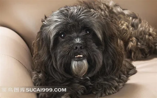 皮沙发上的黑色小狗素材