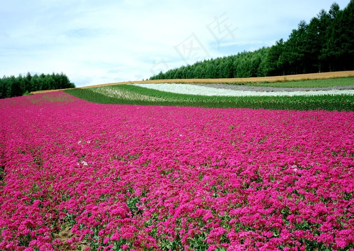 树林边的花田图片