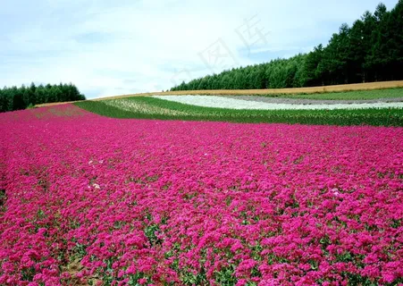 树林边的花田图片 树林边的花田图片