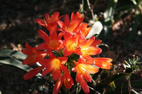 阳光下灿烂花朵图片