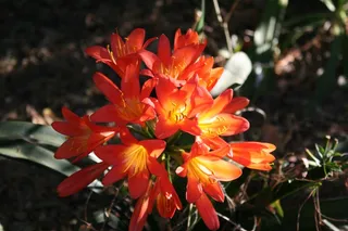 阳光下灿烂花朵图片