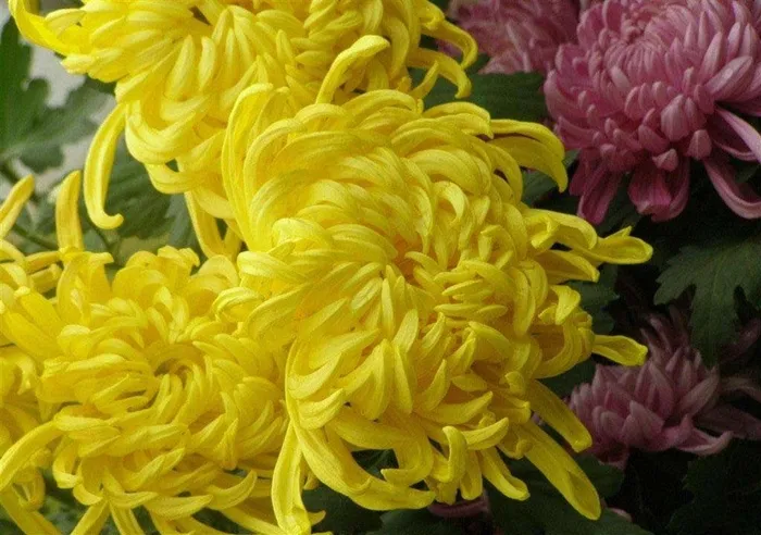 黄色盛开的菊花