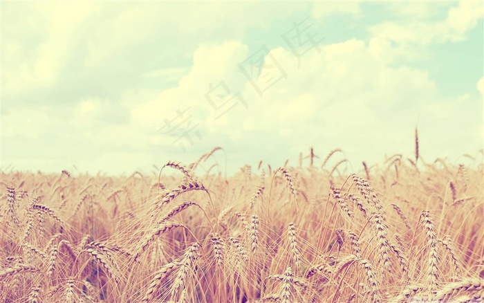 唯美 稻谷 背景
