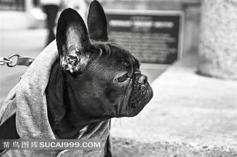 灰白色牛头犬图片 灰白色牛头犬图片