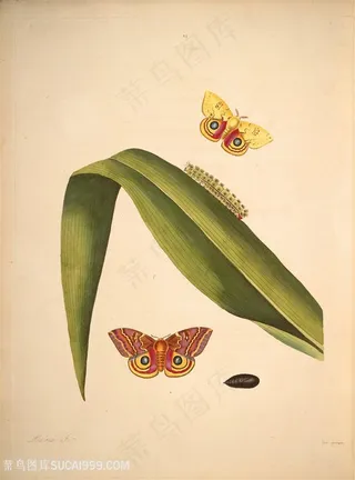 蝴蝶植物绿叶毛毛虫复古图谱