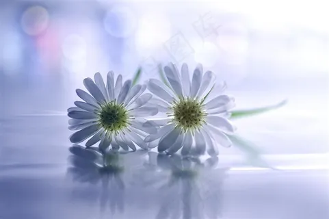 唯美白色雏菊鲜花图片 唯美白色雏菊鲜花图片