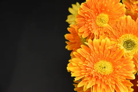 非洲菊花花朵摄影图片 非洲菊花花朵摄影图片