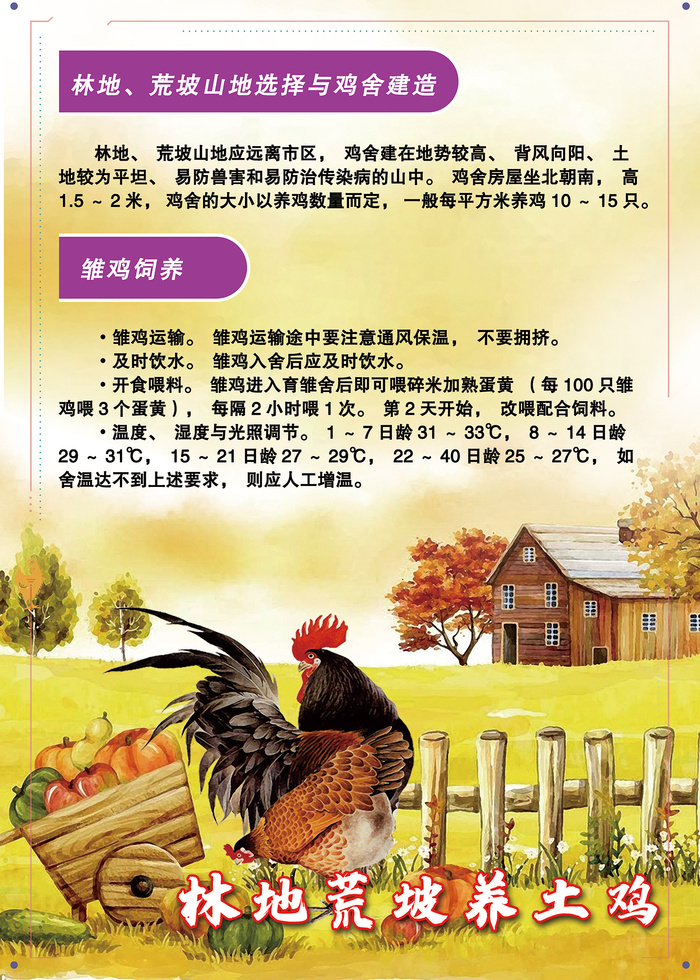 林地荒坡养土鸡管理技术海报psd模版下载