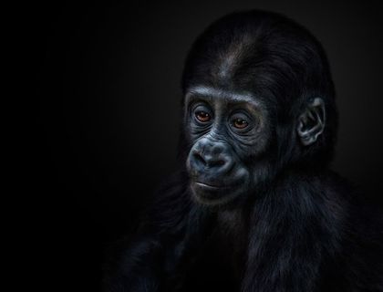 唯美野生动物黑暗背景里的大猩猩图片动物大全