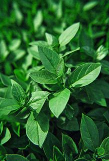 绿色新鲜茶叶绿叶摄影图