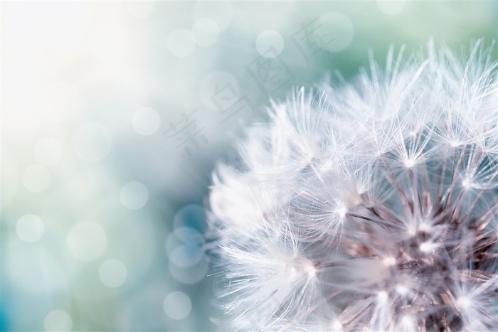 唯美蒲公英鲜花图片