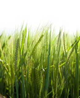 现代农业绿色麦子 现代农业绿色麦子