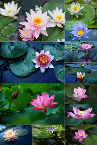 80张荷花图片集合