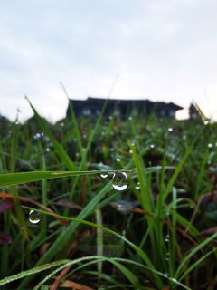 清晨草地水珠里的风景如画