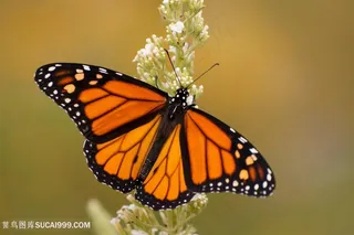 花纹交错的昆虫蝴蝶图片