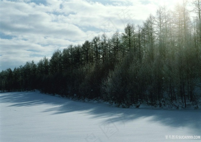 雪景树林美景