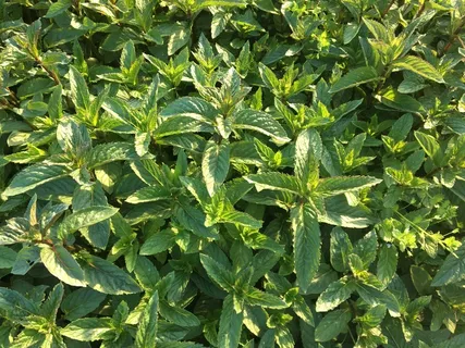 生长茂盛的薄荷叶图片 生长茂盛的薄荷叶图片