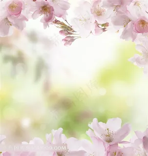 粉红色桃花特写 粉红色桃花特写
