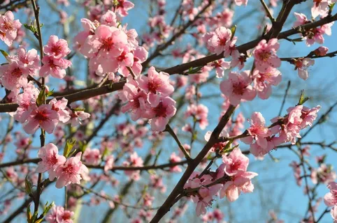 桃花枝开满桃花图片 桃花枝开满桃花图片