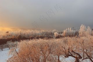 冬季结霜的树木图片