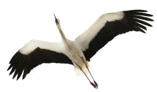 鹳 PNG免抠