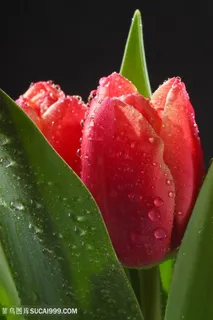 高清唯美郁金香花朵图片